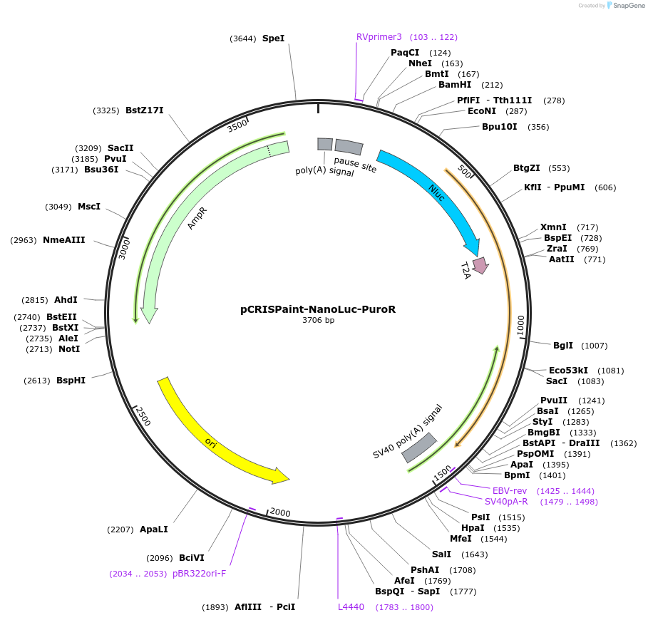 80962-plasmid-map-sequence-id-153094
