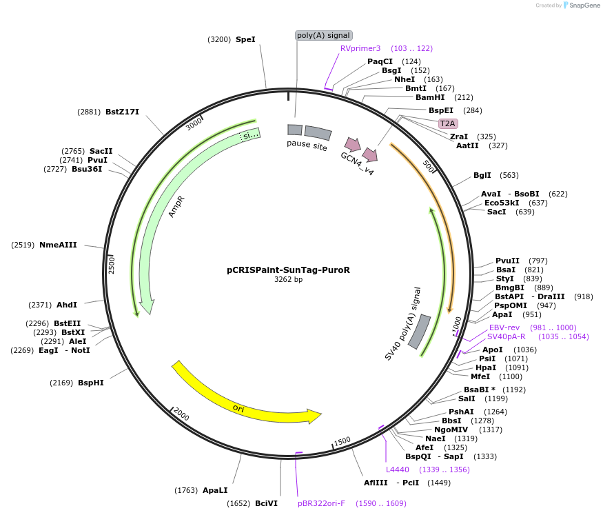 80968-plasmid-map-sequence-id-153100