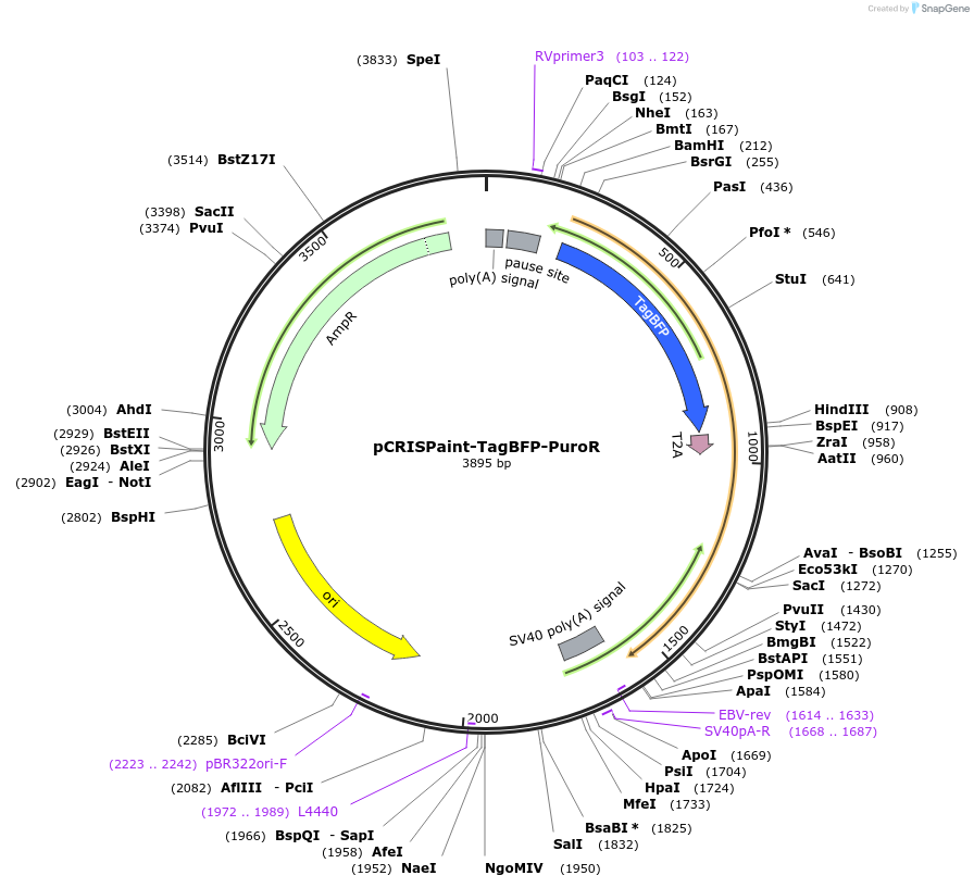 80969-plasmid-map-sequence-id-153101