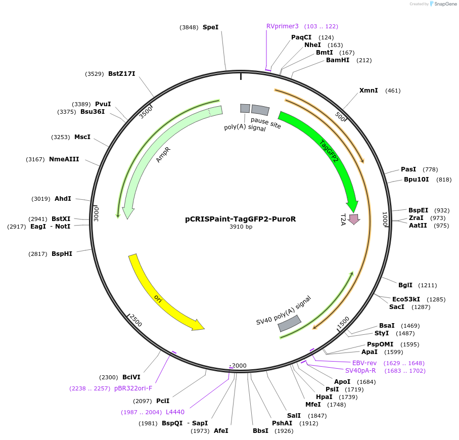 80970-plasmid-map-sequence-id-153102
