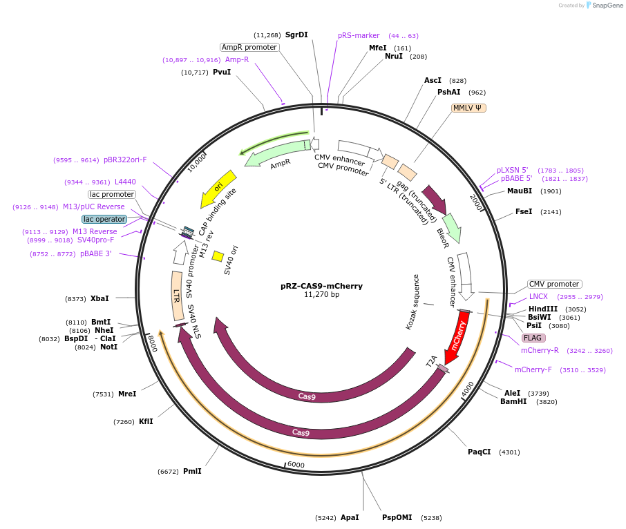 80974-plasmid-map-sequence-id-153106