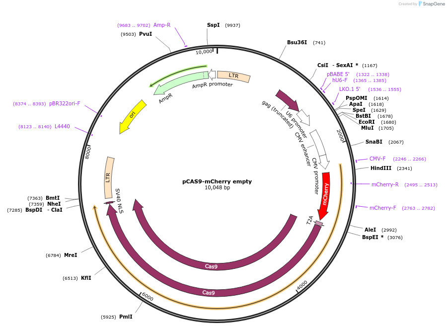 80975-plasmid-map-sequence-id-153107