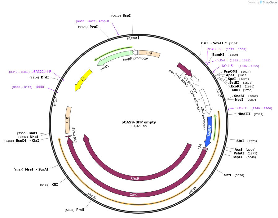 80976-plasmid-map-sequence-id-153108