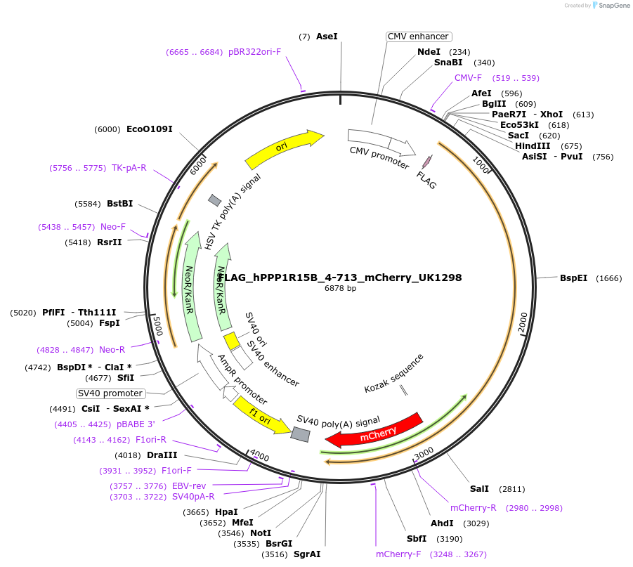 80707-plasmid-map-sequence-id-153227