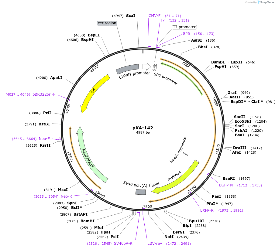 79835-plasmid-map-sequence-id-153237