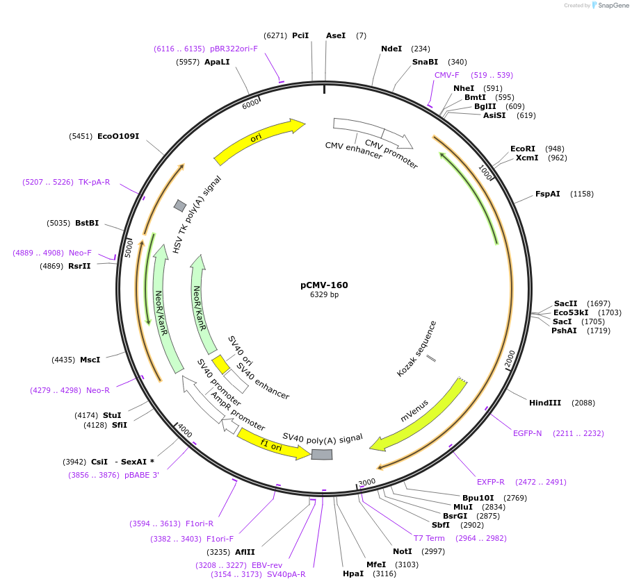 79840-plasmid-map-sequence-id-153242