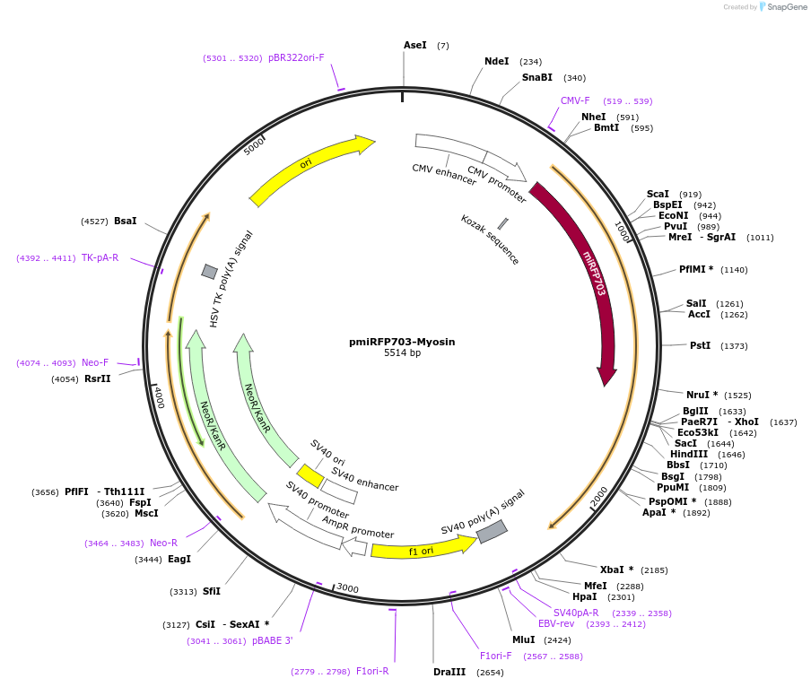 79995-plasmid-map-sequence-id-153310
