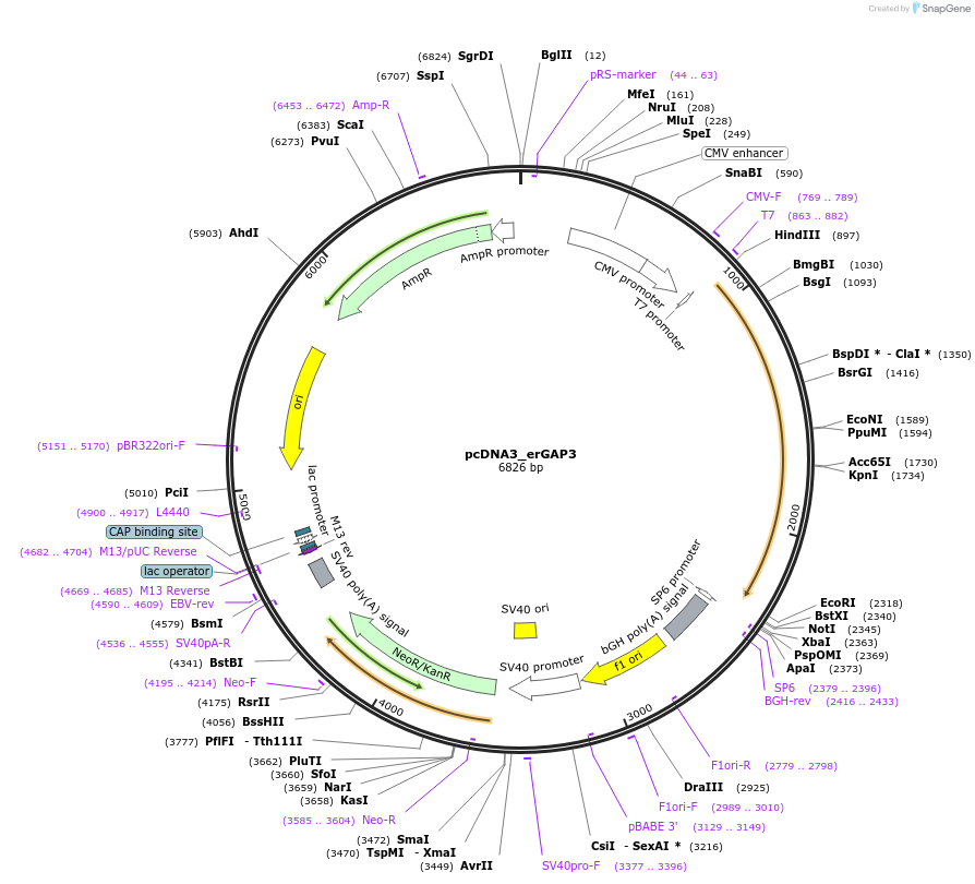 78118-plasmid-map-sequence-id-153361