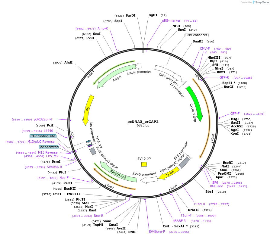 78120-plasmid-map-sequence-id-153381