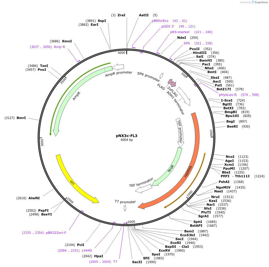78372-plasmid-map-sequence-id-153387