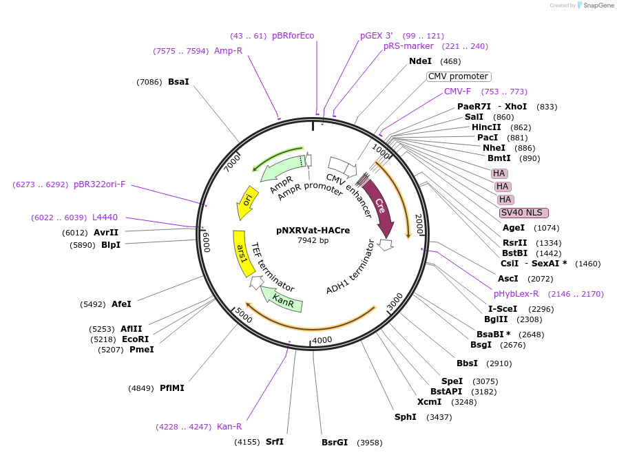 78399-plasmid-map-sequence-id-153388