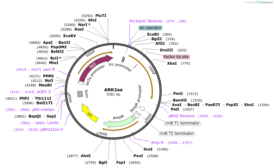 81013-plasmid-map-sequence-id-153394