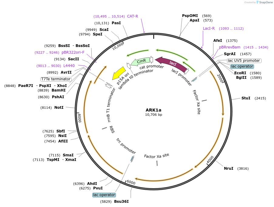 81016-plasmid-map-sequence-id-153403
