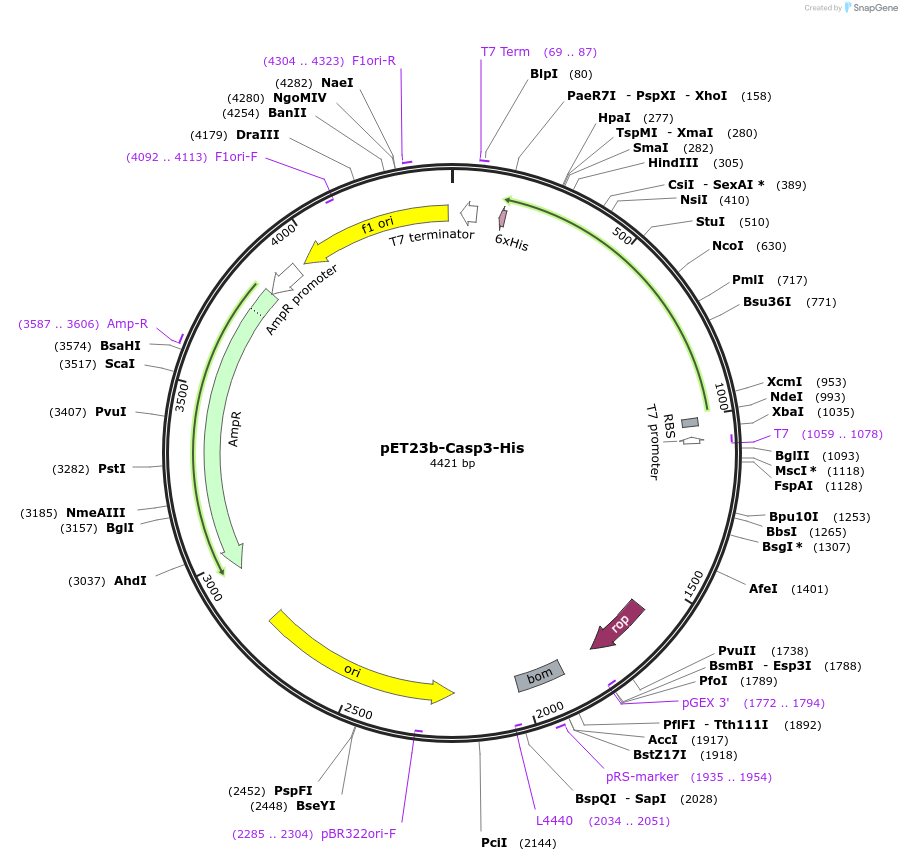 11821-plasmid-map-sequence-id-153427