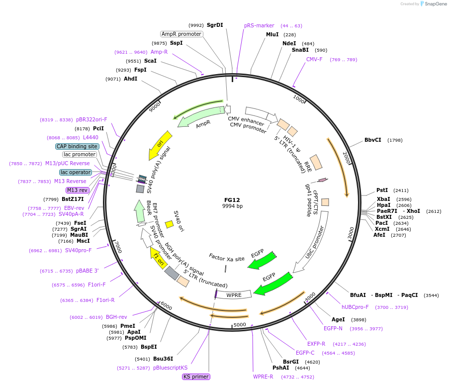14884-plasmid-map-sequence-id-153441