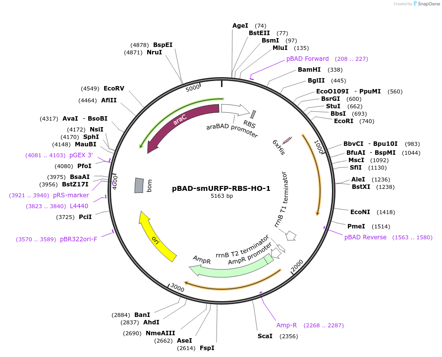 80341-plasmid-map-sequence-id-153443