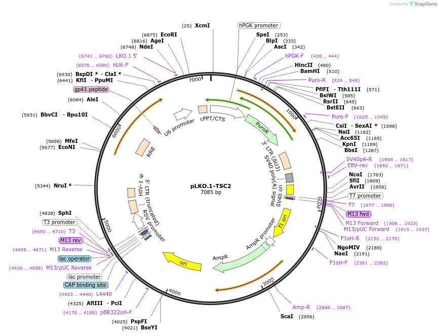 15478-plasmid-map-sequence-id-153462