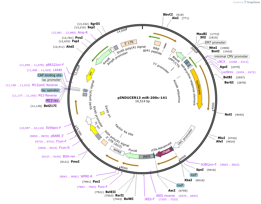 81020-plasmid-map-sequence-id-153484