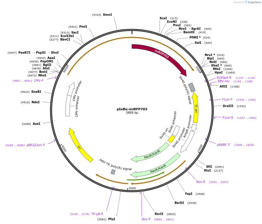 80005-plasmid-map-sequence-id-153488