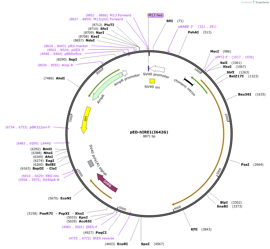 16263-plasmid-map-sequence-id-153494