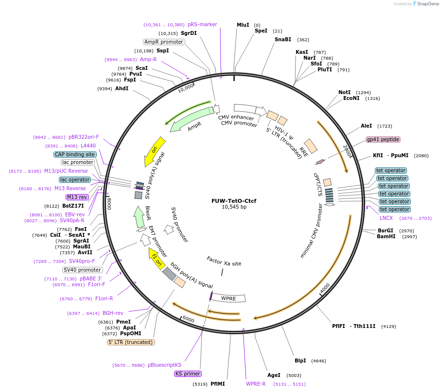 40801-plasmid-map-sequence-id-153497