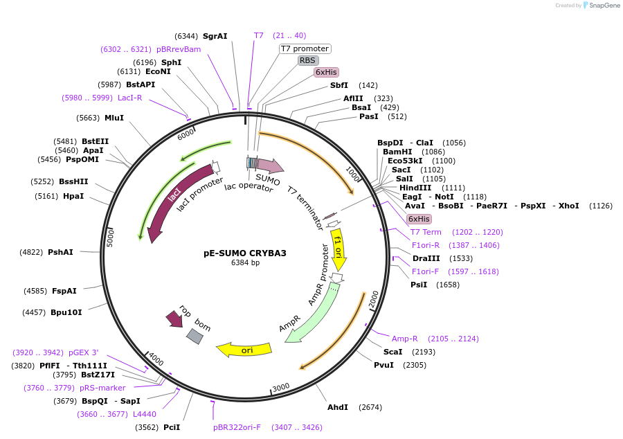 80747-plasmid-map-sequence-id-153503