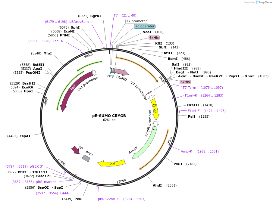 80751-plasmid-map-sequence-id-153519