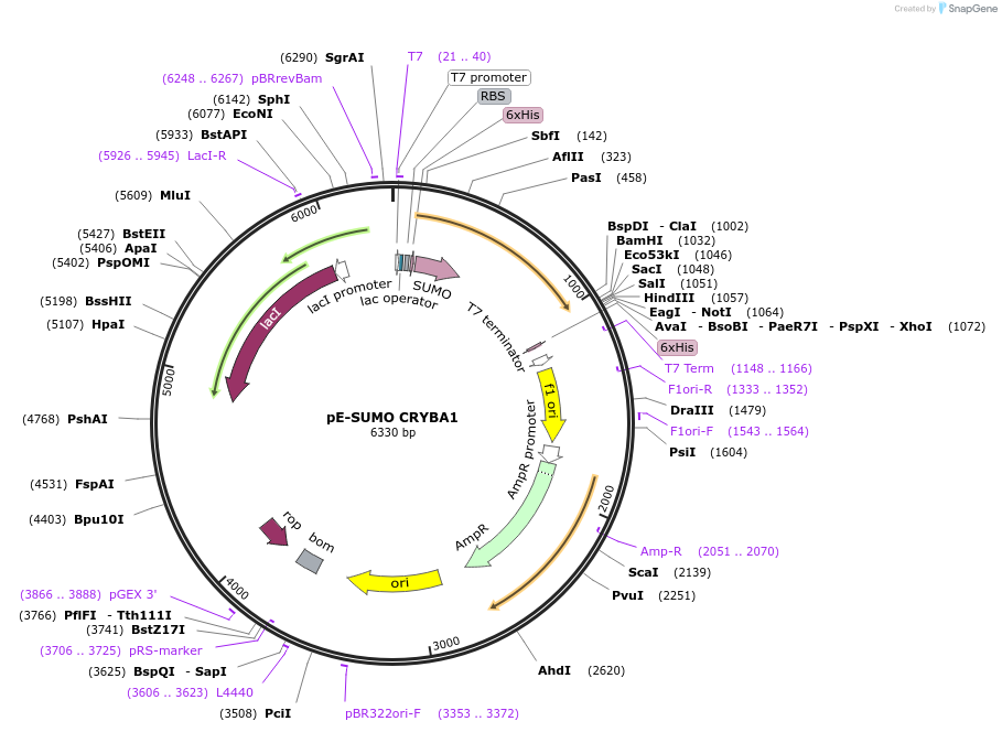 80745-plasmid-map-sequence-id-153525