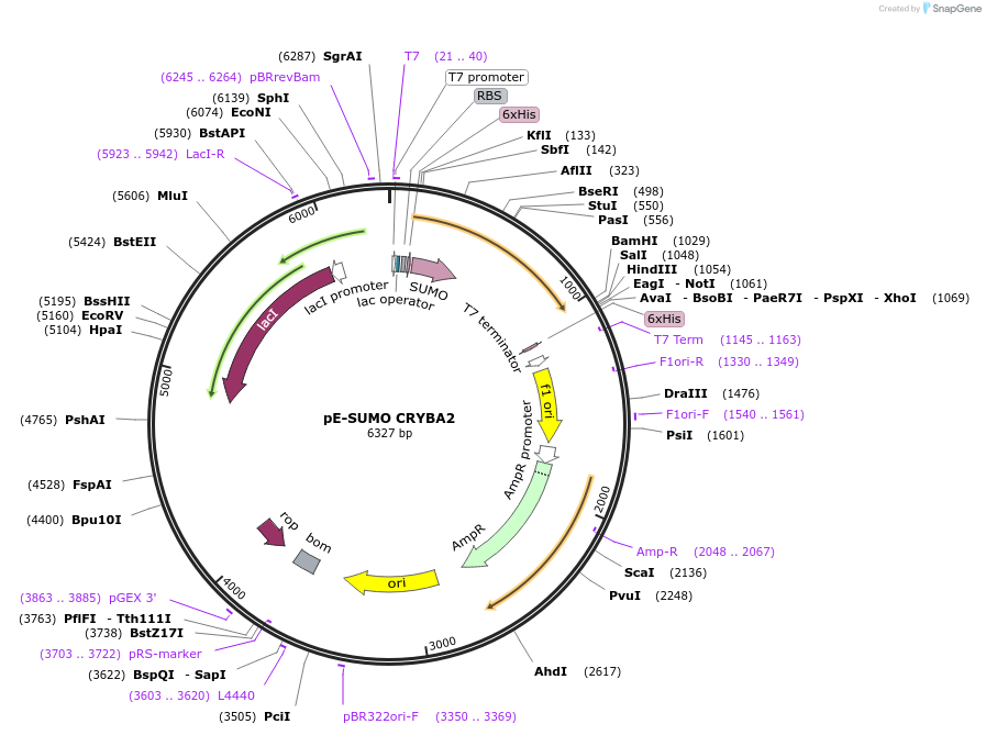 80746-plasmid-map-sequence-id-153530