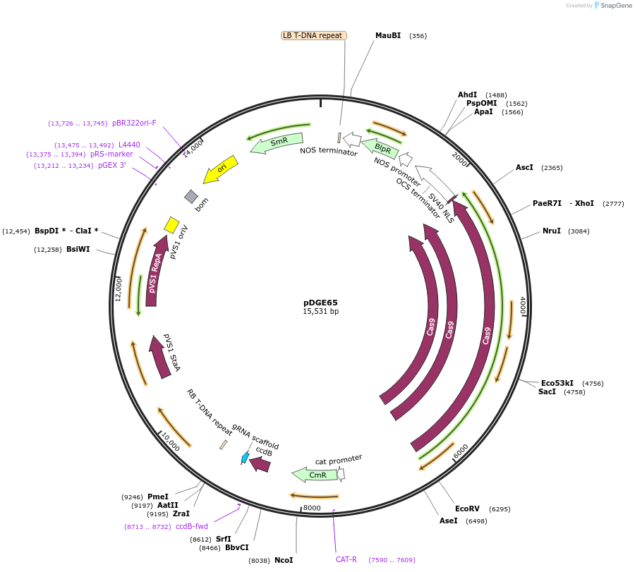 79447-plasmid-map-sequence-id-153536