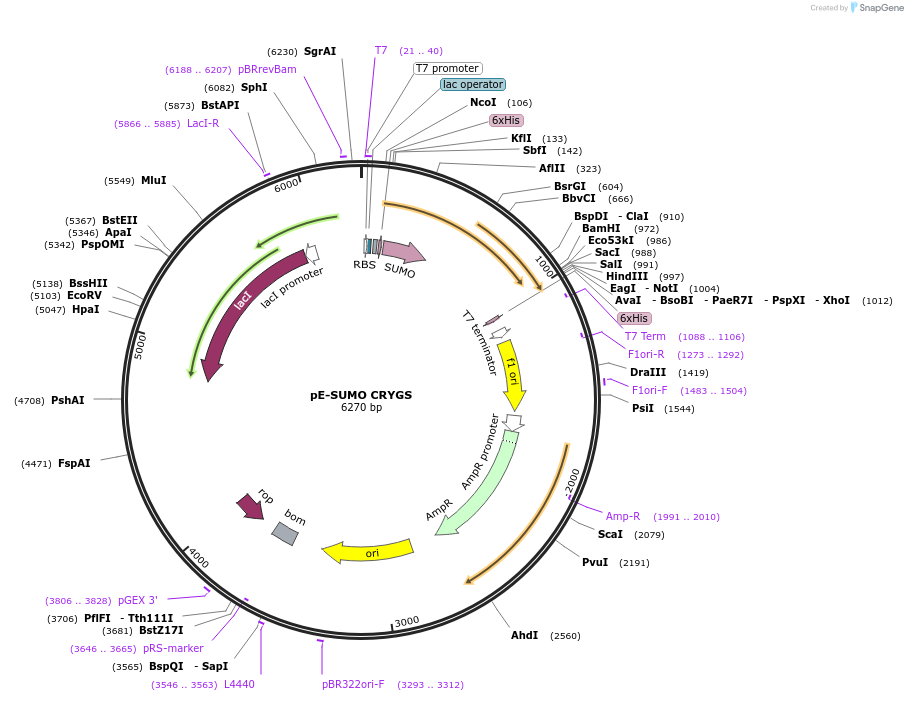 80753-plasmid-map-sequence-id-153560
