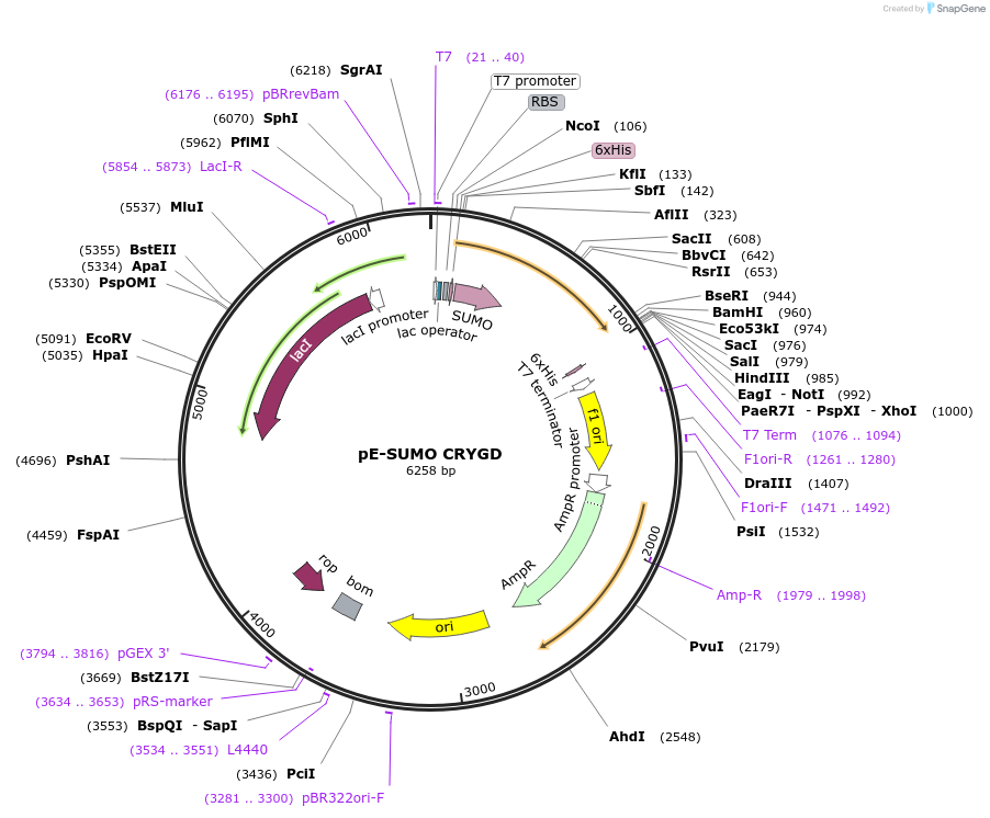 80755-plasmid-map-sequence-id-153570