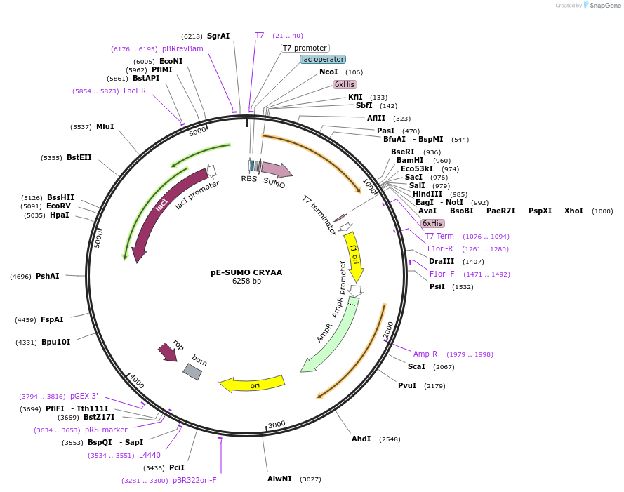 80756-plasmid-map-sequence-id-153571