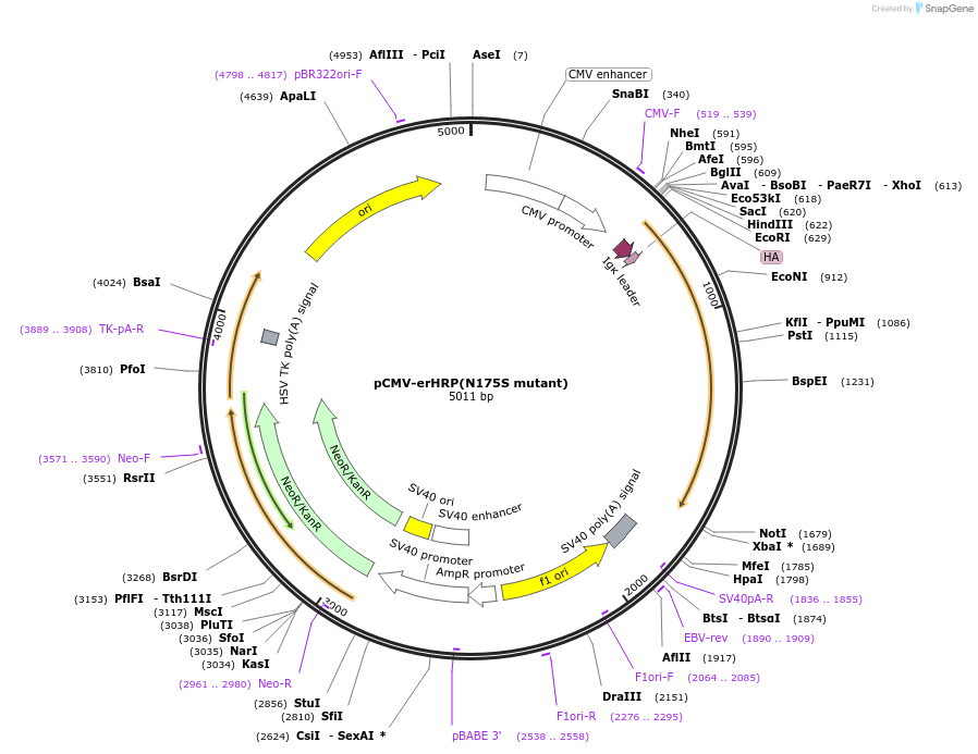 79909-plasmid-map-sequence-id-153589