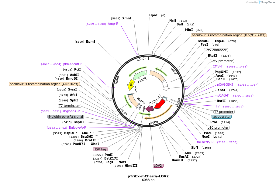 81041-plasmid-map-sequence-id-153604