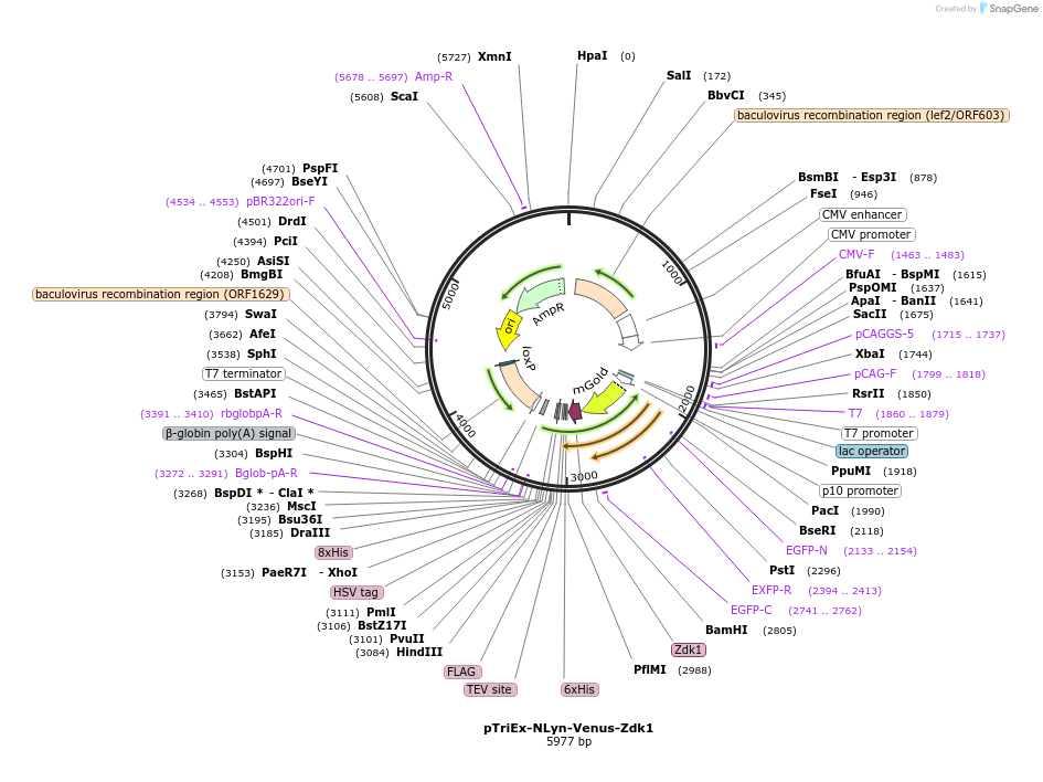 81042-plasmid-map-sequence-id-153610