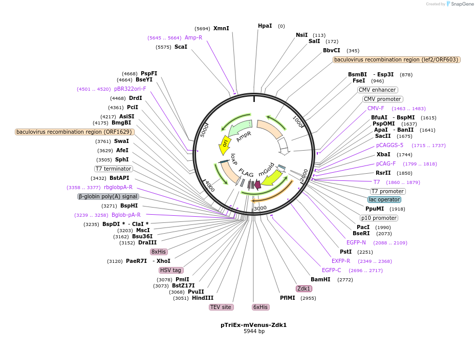 81047-plasmid-map-sequence-id-153654