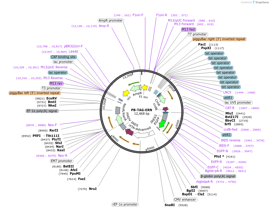 80476-plasmid-map-sequence-id-153664