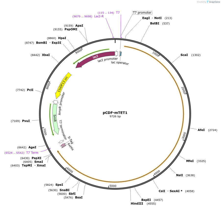 81052-plasmid-map-sequence-id-153729