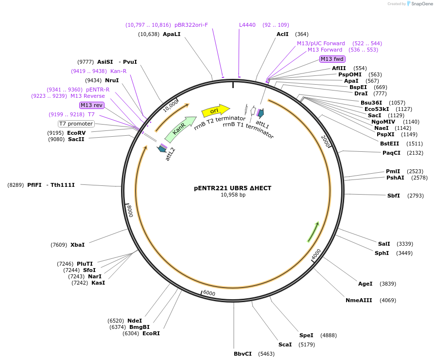 81065-plasmid-map-sequence-id-153739