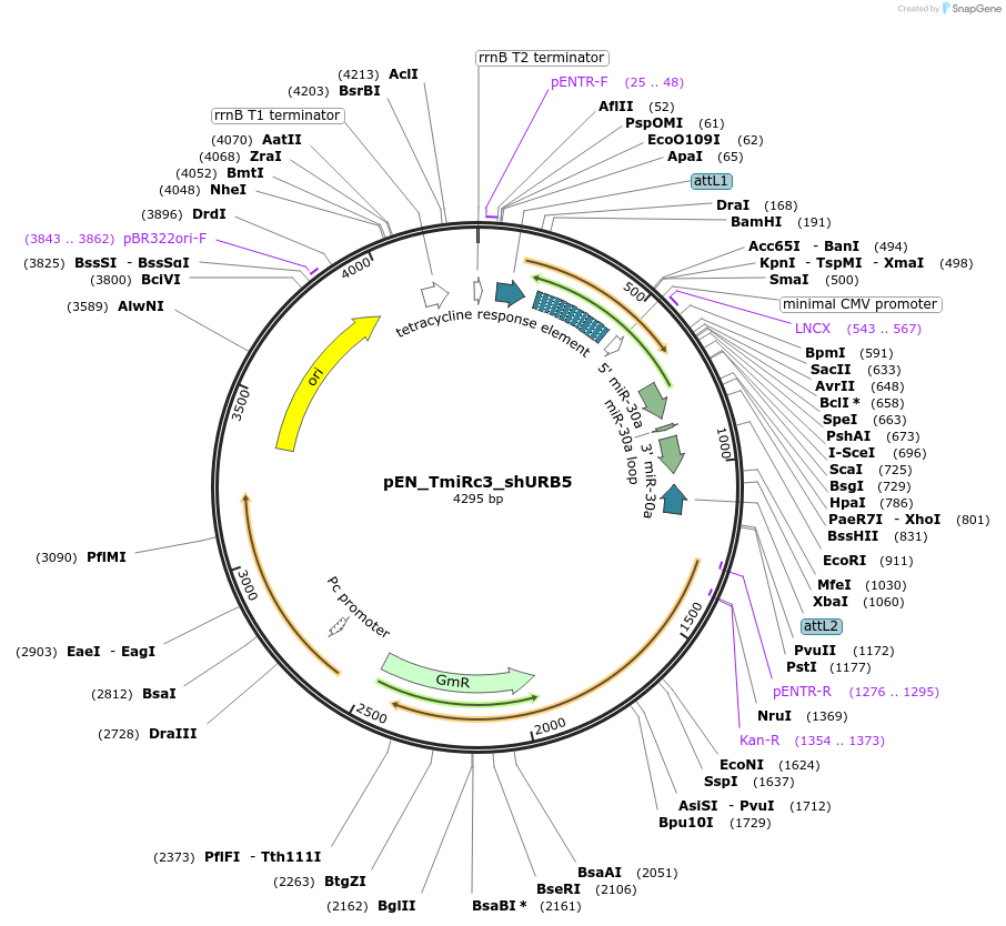 81066-plasmid-map-sequence-id-153740