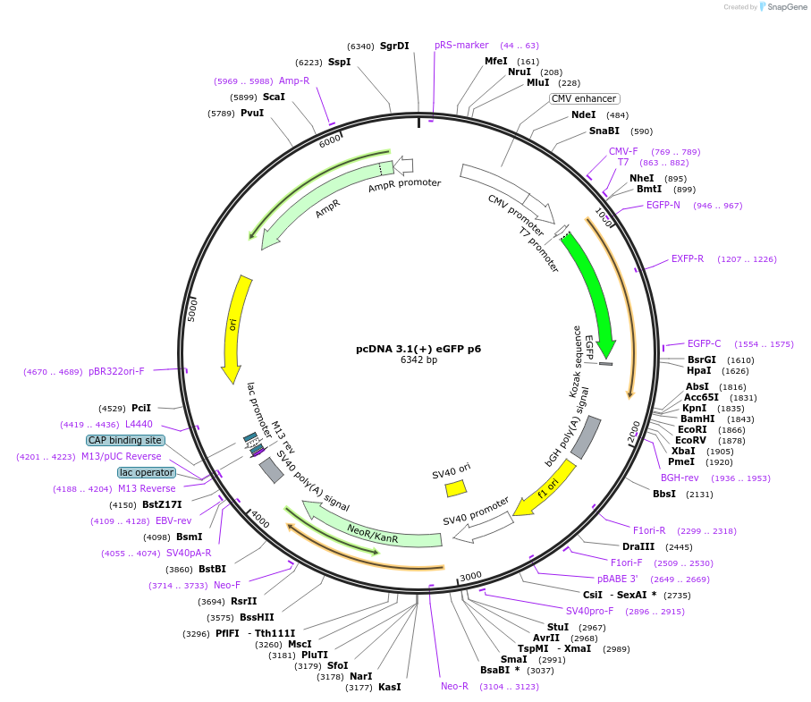 78582-plasmid-map-sequence-id-153764