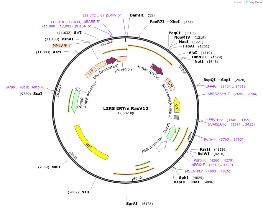 21199-plasmid-map-sequence-id-153795