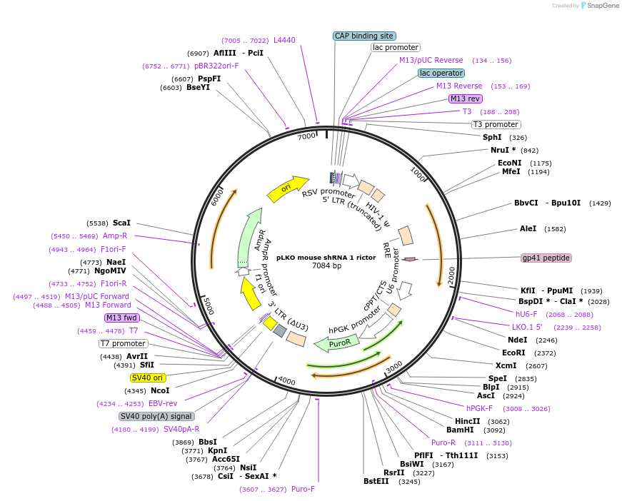 21341-plasmid-map-sequence-id-153817