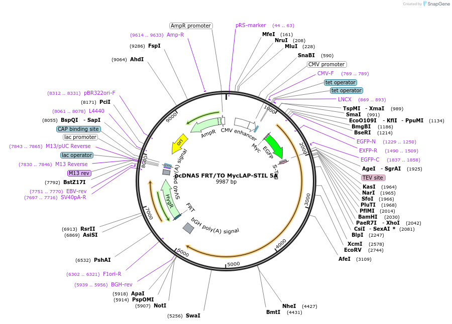 80267-plasmid-map-sequence-id-153838