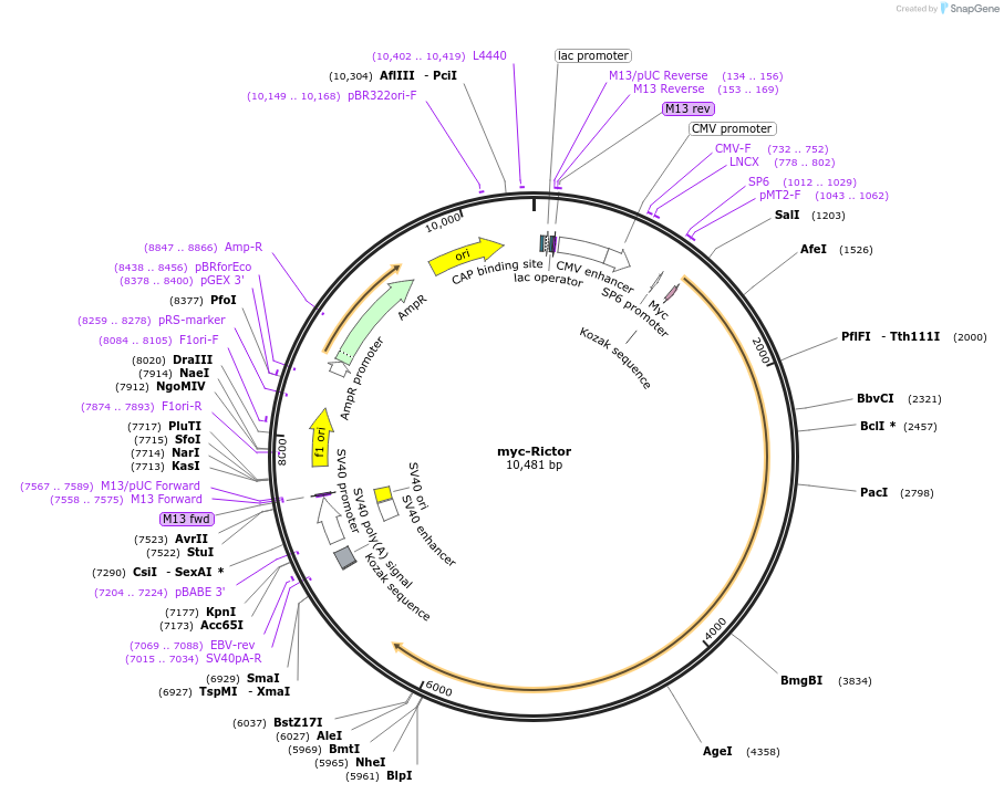 1860-plasmid-map-sequence-id-153852