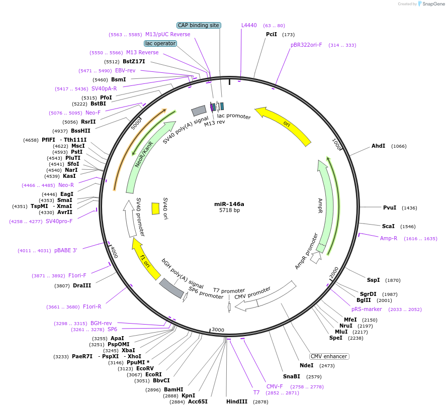15092-plasmid-map-sequence-id-153861