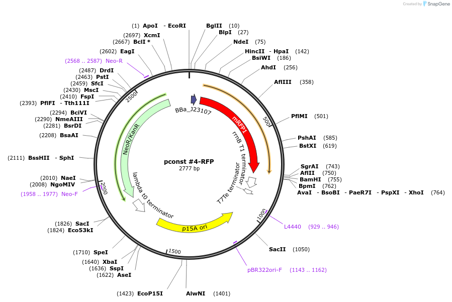 81078-plasmid-map-sequence-id-153935