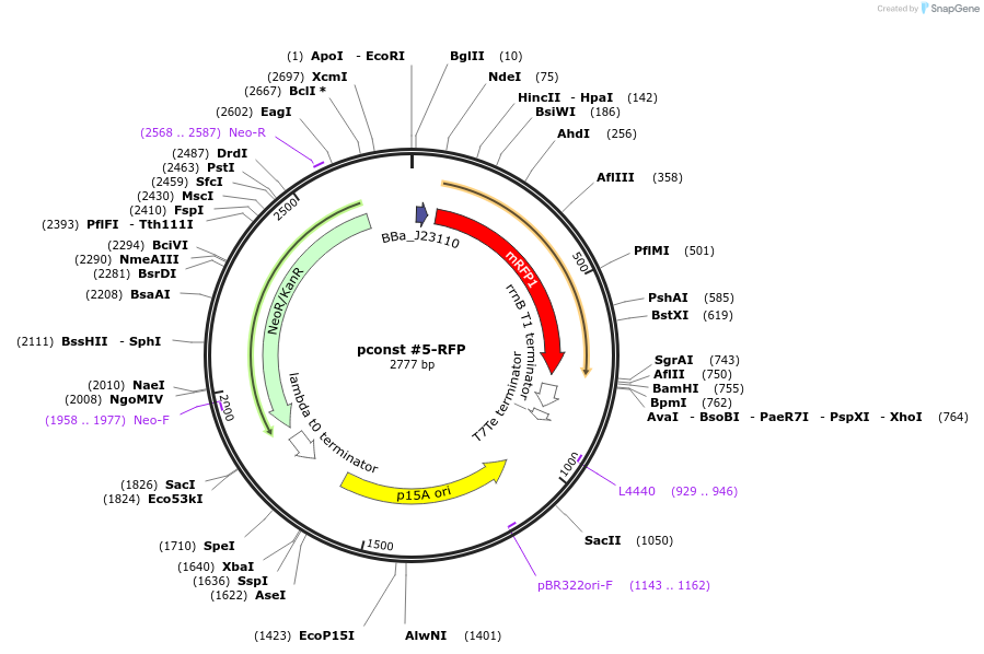 81079-plasmid-map-sequence-id-153936