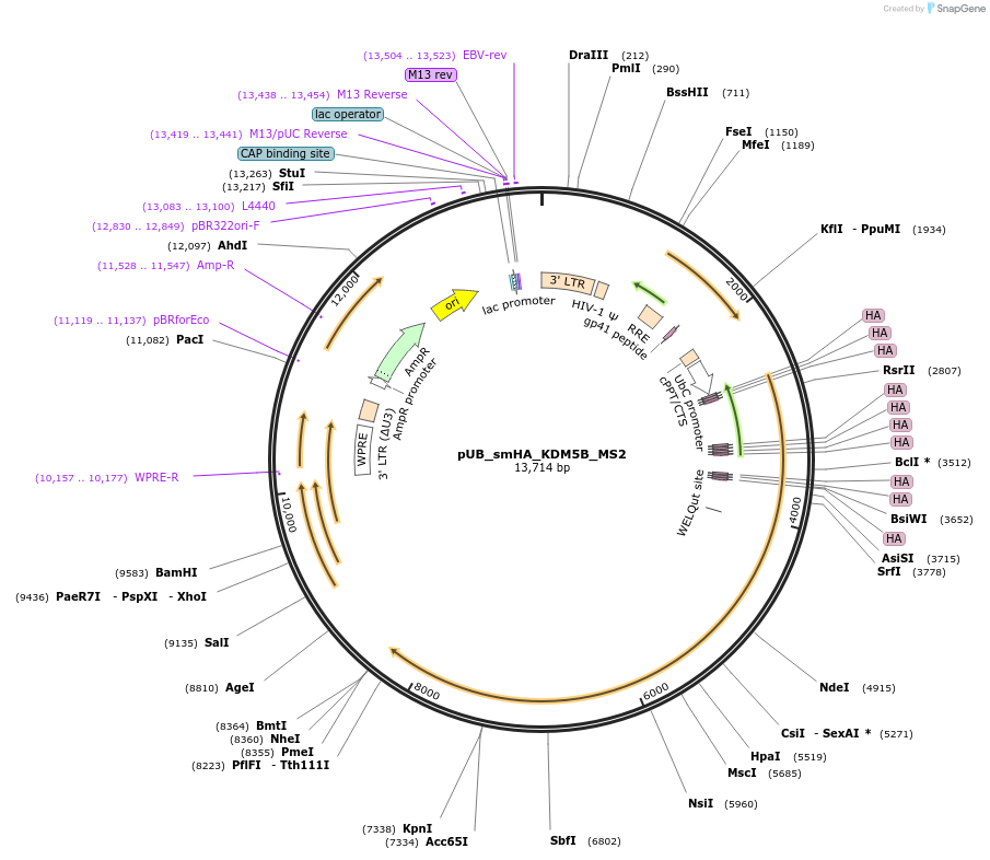 81085-plasmid-map-sequence-id-153970